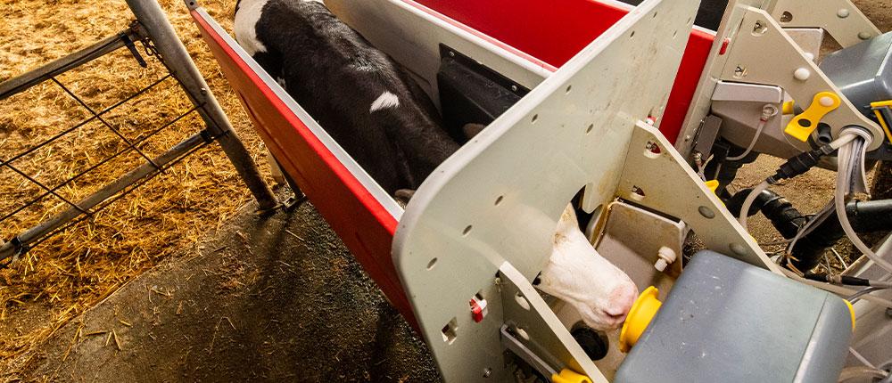 一头荷斯坦小牛进入一个自动喂食室，从一个机器人饲料分配器里喝水